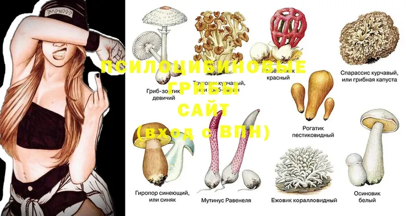 наркотики  Асино  Галлюциногенные грибы MAGIC MUSHROOMS 